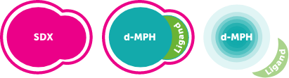 AZSTARYS™ mechanism of action image showing the bioactivation of SDX and the conversion to d-MPH