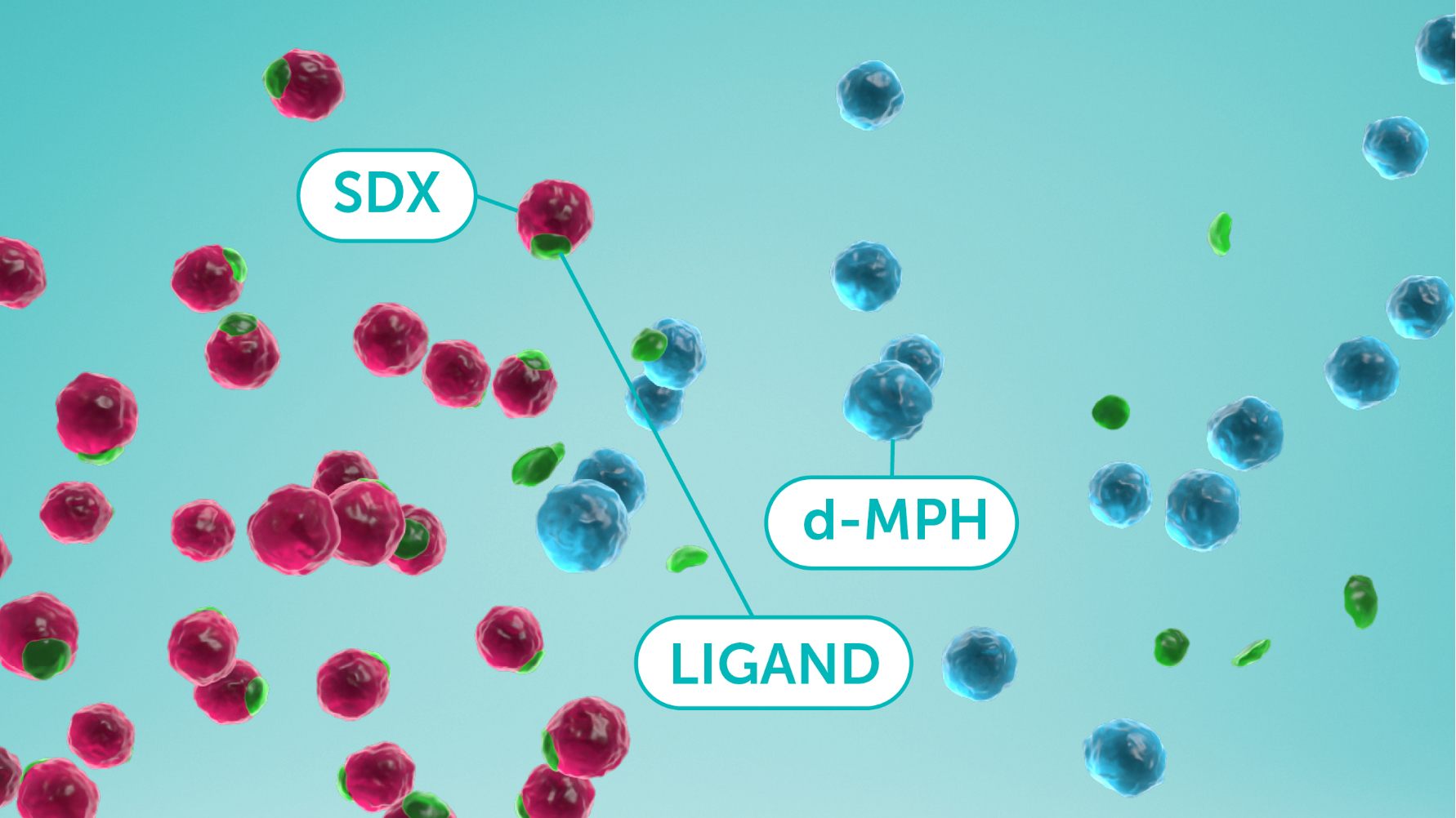 Gradual Bioactivation of SDX